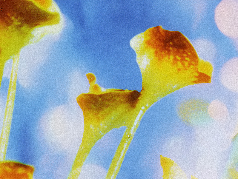 Democratic Fine-tuning