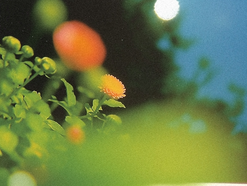 Market Intermediaries